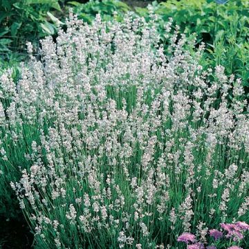 LAVANDA ANGUSTIFOLIA BIANCA Pianta in vaso - 8E441-