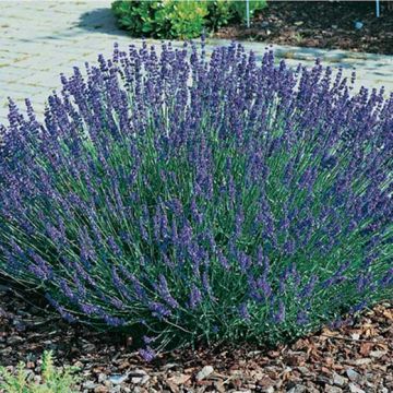 LAVANDA ANGUSTIFOLIA HIDCOTE Pianta in vaso - 8E442-