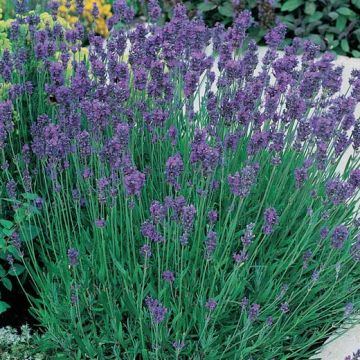 LAVANDA ANGUSTIFOLIA MUNSTEAD Pianta in vaso - 8E443-