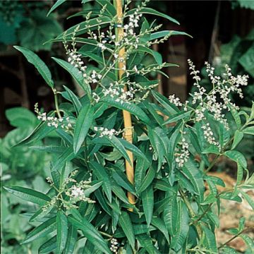 LIMONCINA O CEDRINA O ERBA LUIGIA (Lippia citriodora). - 8E448-
