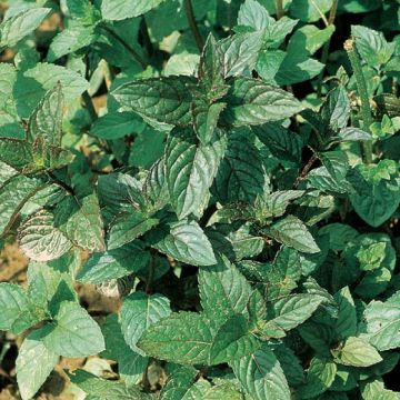 MENTA PIPERITA (Mentha piperita) Pianta in vaso - 8E485-