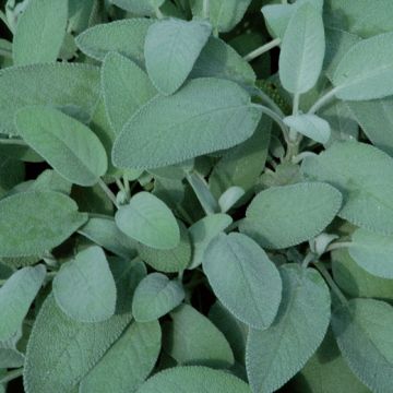 SALVIA A FOGLIA LARGA (Salvia officinalis latifolia) Pianta in vaso - 8E717-