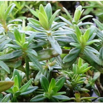 SANTOREGGIA Pianta perenne in vaso - 8E722-