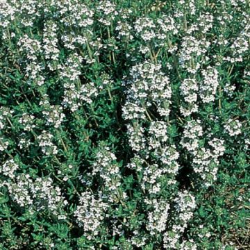 TIMO COMUNE (Thymus vulgaris) Pianta in vaso - 8E769-