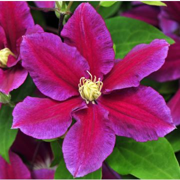 CLEMATIDE (Clematis) HANIA - 8H035-