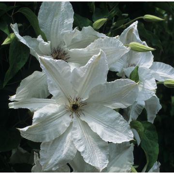 CLEMATIDE (Clematis) BEAUTIFUL BRIDE - 8H070-