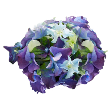 FRATELLI INGEGNOLI PIANTE ORTENSIA HYDRANGEA SAMBA FIRE