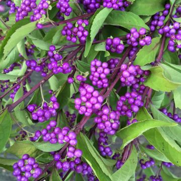 CALLICARPA DICHOTOMA ISSAI - 8L081-