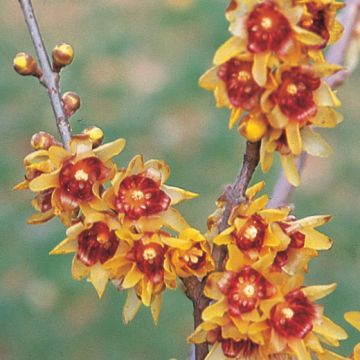 CHIMONANTHUS P. (Calicanto) - 8L087-