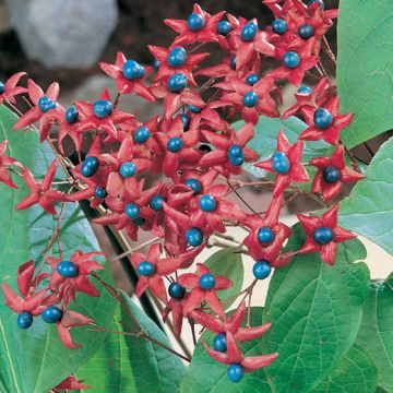 CLERODENDRUM TRICHOTOMUM - 8L089-