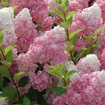 ORTENSIA (Hydrangea) PANICULATA VANILLE FRAISE RENHY - 8L302-