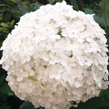 ORTENSIA (Hydrangea) Arborescens ANNABELLE - 8L310-