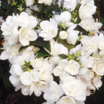 PHILADELPHUS ‘VIRGINAL’ - 8L609-