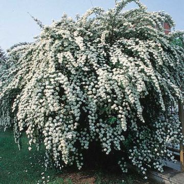 SPIRAEA X VANHOUTTEI - 8L736-