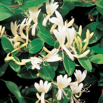 CAPRIFOGLIO DEL GIAPPONE. (Lonicera japonica ‘Halliana’). - 8T090-
