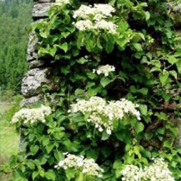 ORTENSIA (Hydrangea) PETIOLARIS RAMPICANTE - 8T318-
