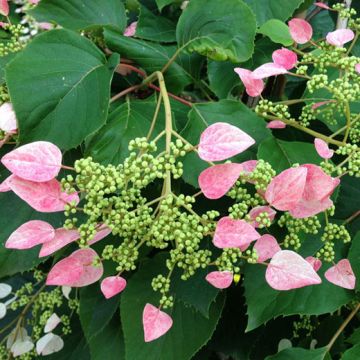 SCHIZOPHRAGMA HYDRANGEOIDES. ROSEUM Rampicante - 8T733-