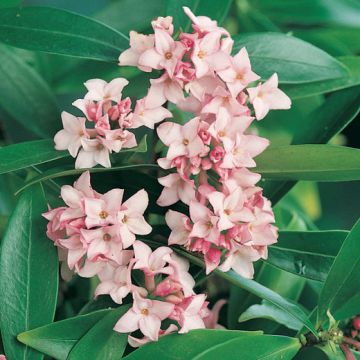 DAPHNE ODORA - 8V100-