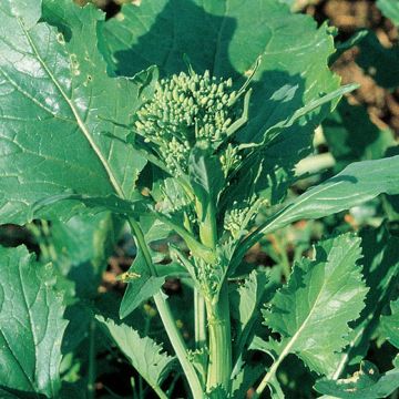 ORGANIC SESSANTINA TURNIP TOPS - 1090B
