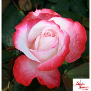 ROSA ROSAIO A CESPUGLIO NOSTALGIE - 90039-