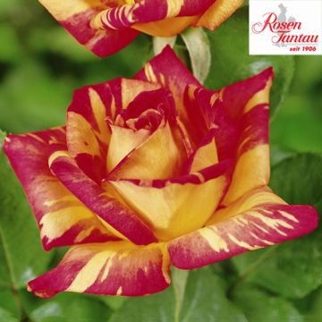 ROSA ROSAIO A CESPUGLIO CARIBIA - 90045-