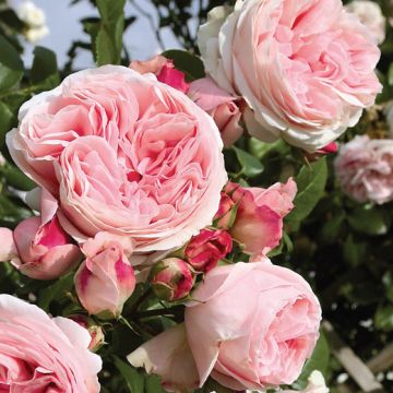 ROSA ROSAIO RAMPICANTE GIARDINA - 90069-
