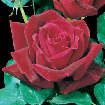 ROSA ROSAIO RAMPICANTE GPT PAPA MEILLAND meisarsar MOLTO PROFUMATA - 90070-