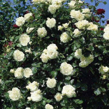 ROSA ROSAIO RAMPICANTE VALZER DELLA NEVE - 90075-