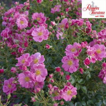 ROSA MELLIFERA ROSA - 90087-