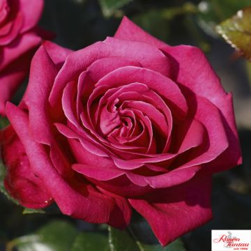 ROSA ROSAIO A CESPUGLIO HOT LADY ( EXQUISITE) - 90101-