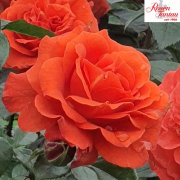 ROSA ROSAIO RAMPICANTE NARANGA - 90113-