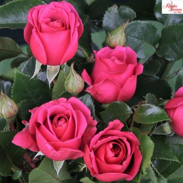 ROSA ROSAIO A CESPUGLIO LOVE LETTER - 90123-
