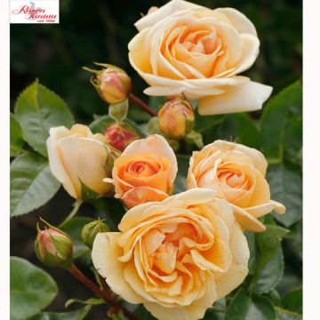 ROSA ROSAIO A CESPUGLIO CIRCLE OF LIFE - 90128-