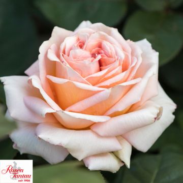 ROSA ROSAIO A CESPUGLIO LADY CAPRI - 90132-
