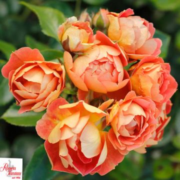 ROSA MELLIFERA MANGO - 90133-