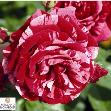 ROSA ROSAIO A CESPUGLIO DEEP IMPRESSION - 90169-