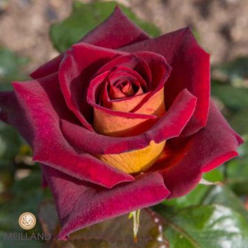EDDY MITCHELL Meirysett Bush Rose - 90204-