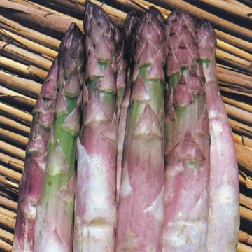 ASPARAGO ARGENTEUIL ZAMPE - 9042