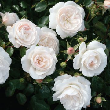 ROSA ROSAIO PER AIUOLE KASTELRUTHER SPATZEN (già SAPHIR) - 90607-