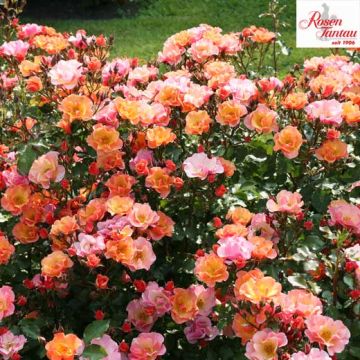 ROSA ROSAIO PER AIUOLE JAZZ - 90614-