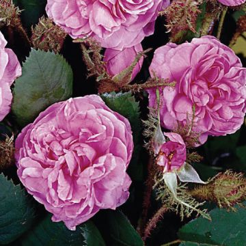 ROSA CENTIFOLIA MUSCOSA - 90832-