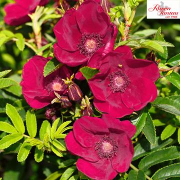 ROSA RUGOSA STRANDPERLE Norderney - 90834-