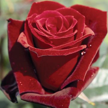 ROSA ROSAIO A CESPUGLIO BARKAROLE - 90873-