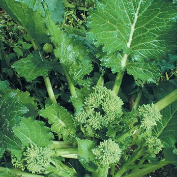 CIMA DI RAPA NOVANTINA - 1091