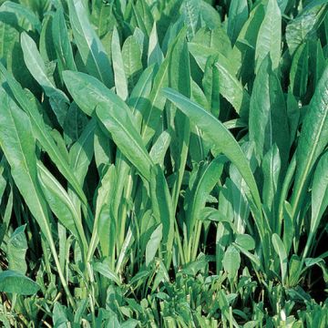 SPADONA CHICORY "FOR CUTTING" - 1097