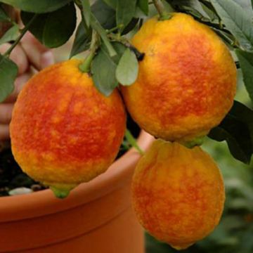 LIMONE A BUCCIA ROSSA Citrus Limon - 9AG07-