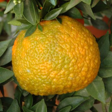 CHINOTTO CALABRESE. (Citrus myrtifolia) - 9AG02-