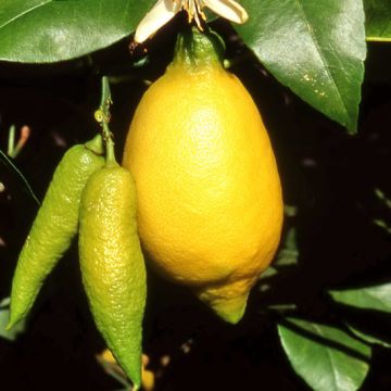 LIMONE LUNARIO Citrus Limon - 9AG06-