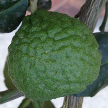 COMBAVA Citrus hystrix - 9AG10-