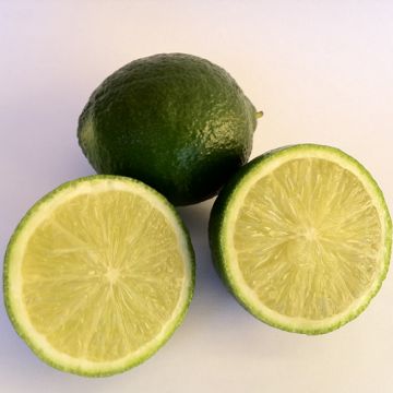 LIME di Thaiti ( Citrus Latifolia ) - 9AG13-